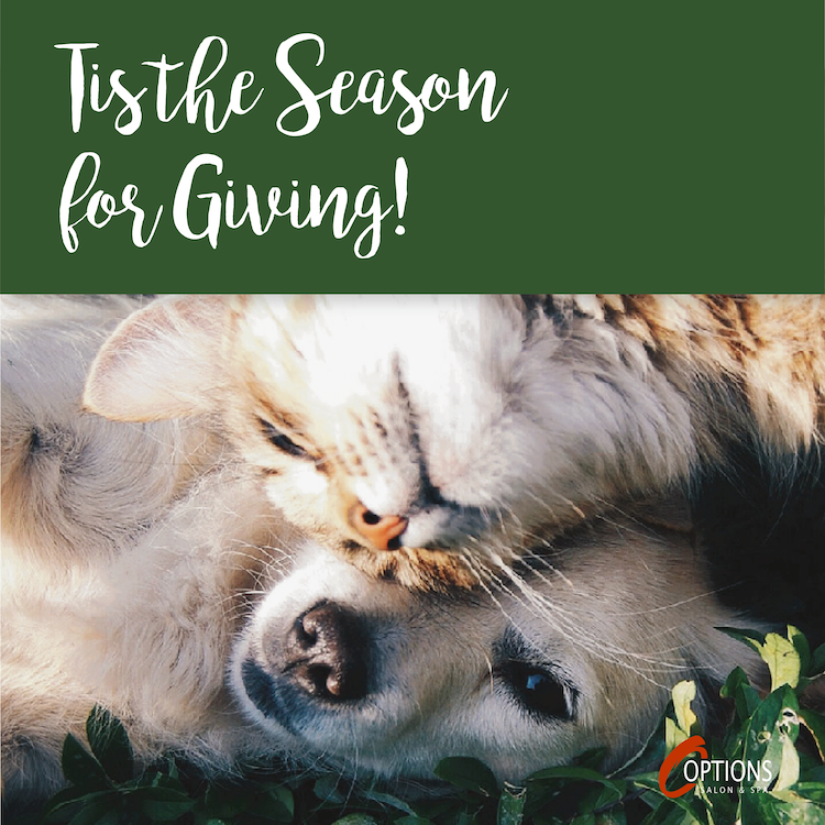 Season for Giving Cat & Dog